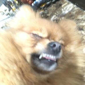 Meet your Posher, Gavin